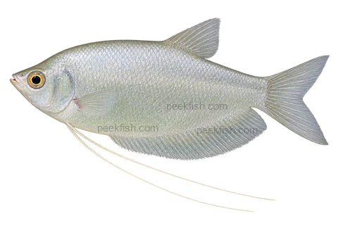 AI illustration of Trichopodus microlepis, complete left-facing side view