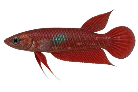 Betta brownorum — natural-colour adult male; AI-generated left-facing side-view illustration