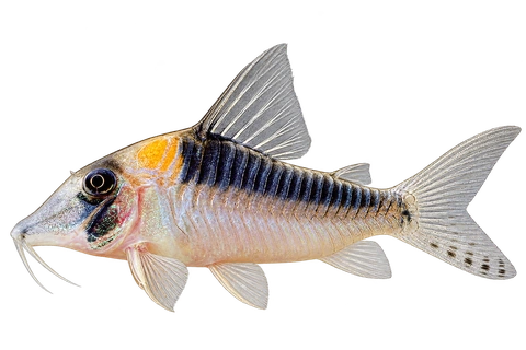 Corydoras serratus 朝左透明侧面AI示意图