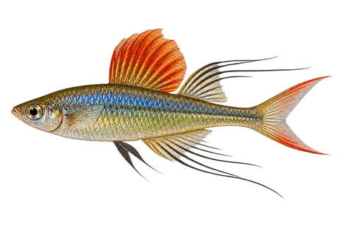Iriatherina werneri (Iriatherina werneri) AI示意图