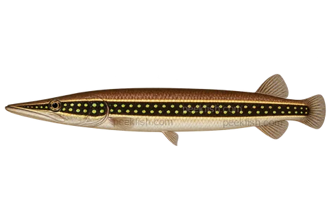 AI illustration of Luciocephalus aura, complete left-facing side view