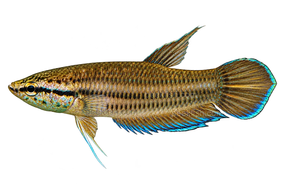AI illustration of Betta picta, complete left-facing side view