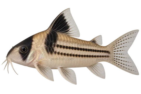 AI illustration of Hoplisoma parallelum, complete left-facing side view