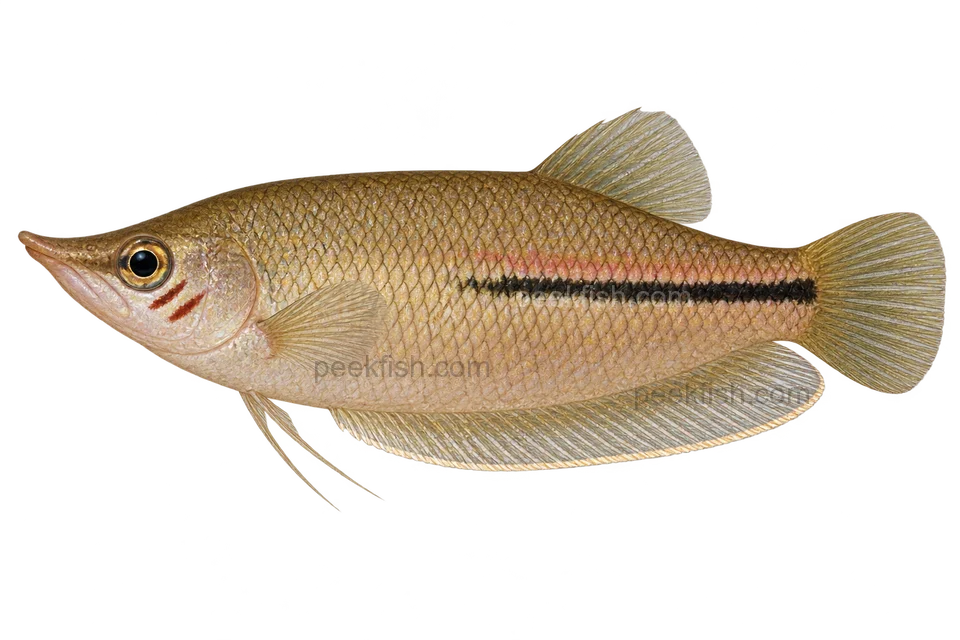 AI illustration of Sphaerichthys acrostoma, complete left-facing side view