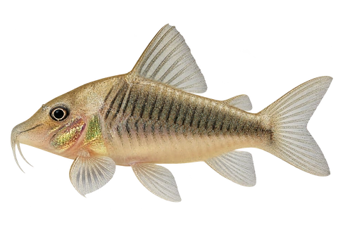 Corydoras treitlii 朝左透明侧面AI示意图
