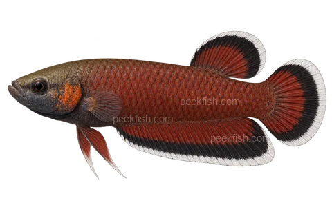 Betta albimarginata — natural-colour adult male; AI-generated left-facing side-view illustration