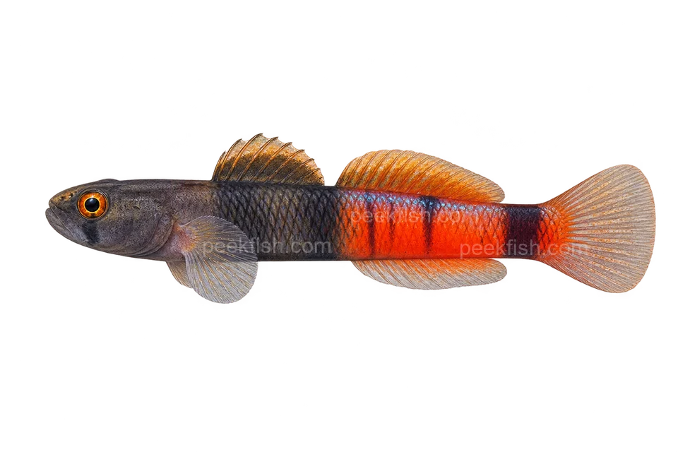 Belted rockclimbing goby adult male in left-facing side view; AI-generated illustration