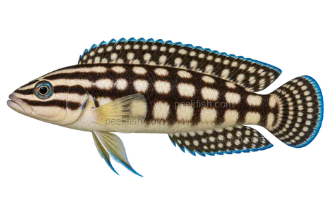 Julidochromis marlieri完整左向侧面AI示意图