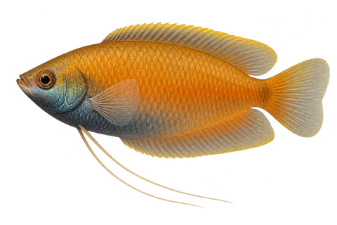蜜丝足鲈 (Trichogaster chuna) AI示意图