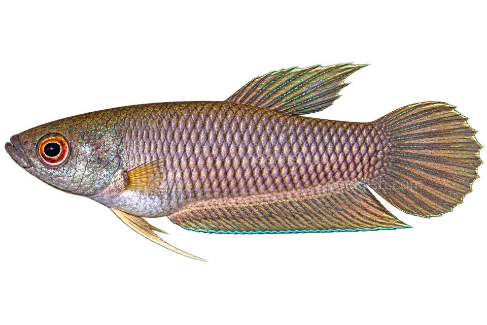 AI illustration of Betta spilotogena, complete left-facing side view