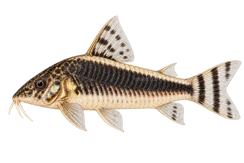 AI illustration of Corydoras semiaquilus, complete left-facing side view