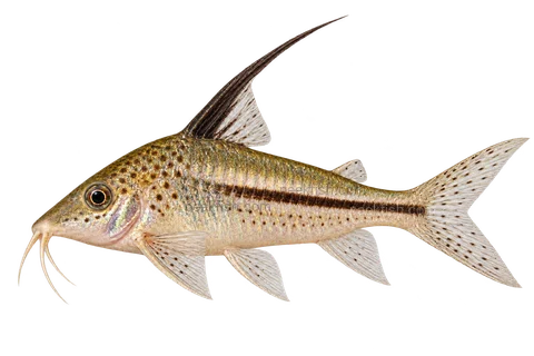 AI illustration of Corydoras filamentosus, complete left-facing side view