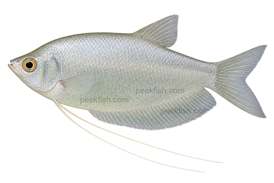 AI illustration of Trichopodus microlepis, complete left-facing side view
