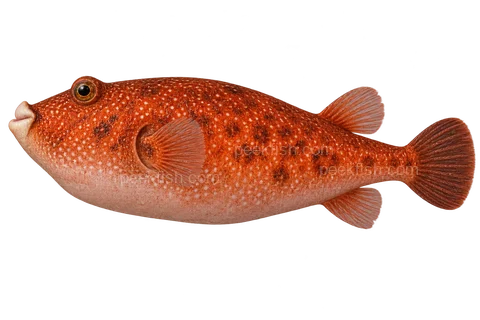 Congo puffer (Tetraodon miurus), left-facing adult AI illustration