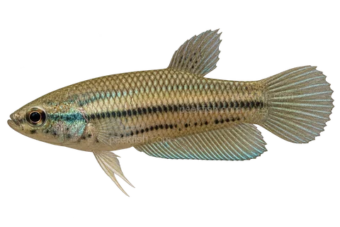 AI illustration of Betta prima, complete left-facing side view
