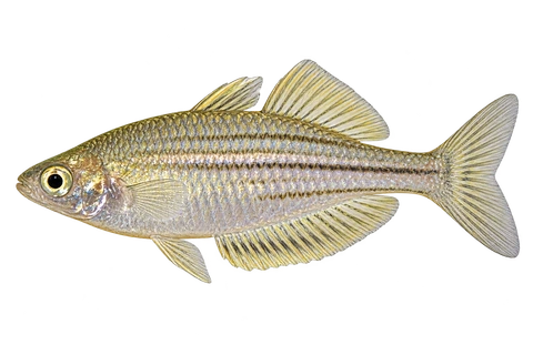 Melanotaenia wilsoni 自然型代表外观,朝左透明侧面AI示意图,非实拍。