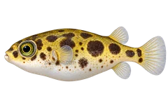 Pea puffer (Carinotetraodon travancoricus), left-facing adult AI illustration