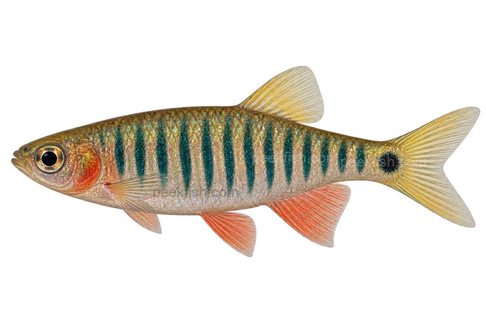 Emerald dwarf danio — left-facing AI-generated natural-coloured adult male, not a photograph