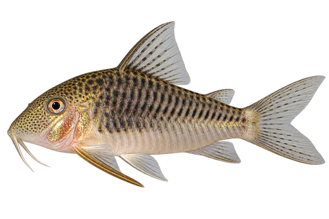 Corydoras geoffroy 朝左透明侧面AI示意图