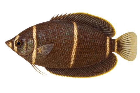 Sphaerichthys osphromenoides完整左向侧面AI示意图
