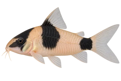 Hoplisoma weitzmani完整左向侧面AI示意图