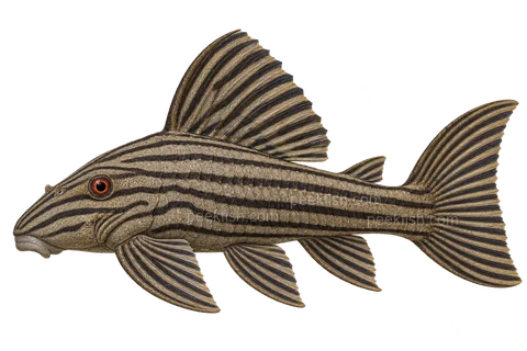 AI illustration of adult Panaque nigrolineatus in left-facing side view; not a photograph.