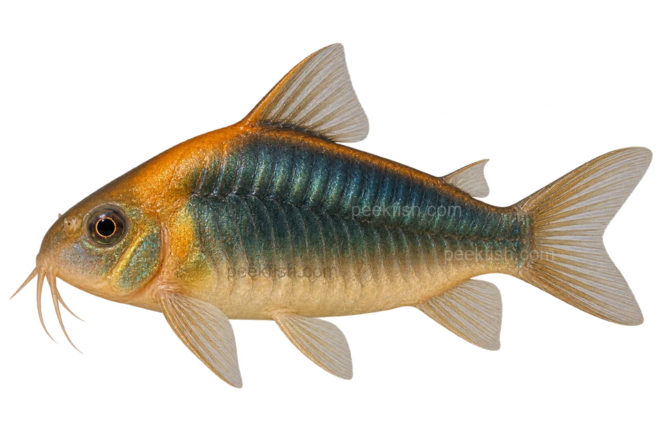 AI illustration of Osteogaster eques, complete left-facing side view