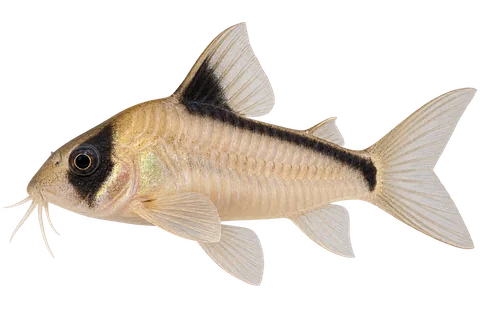 Hoplisoma metae,朝左的AI生成示意插画