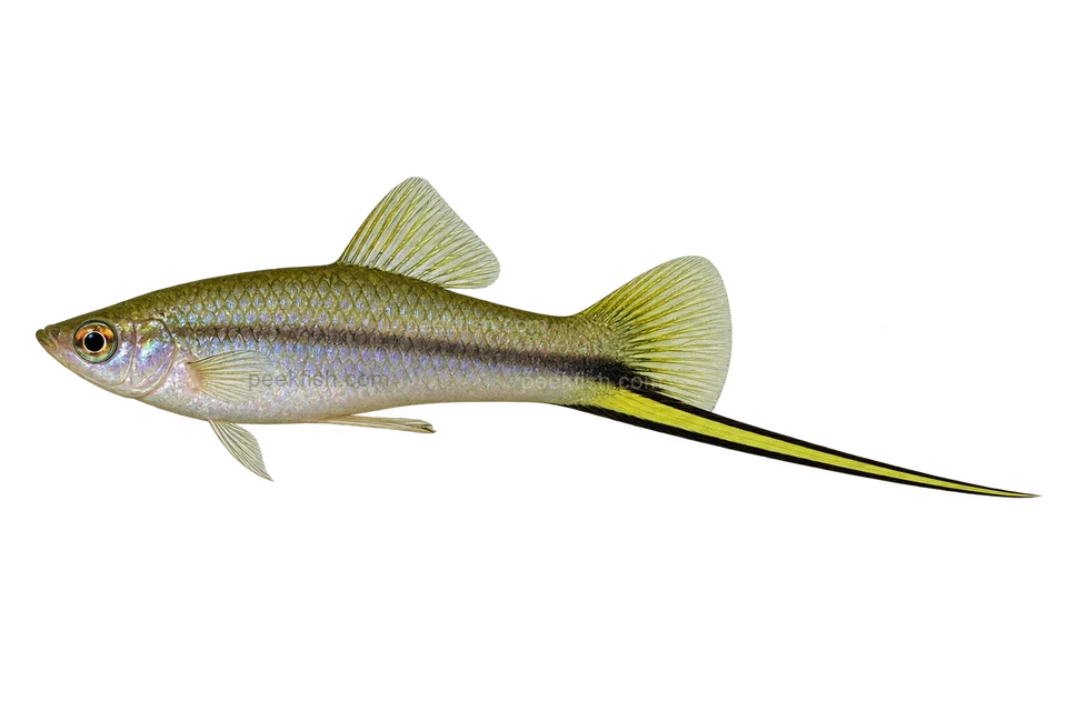 Left-facing adult male Xiphophorus signum AI illustration with slender silver-violet body and black-edged yellow-green sword.