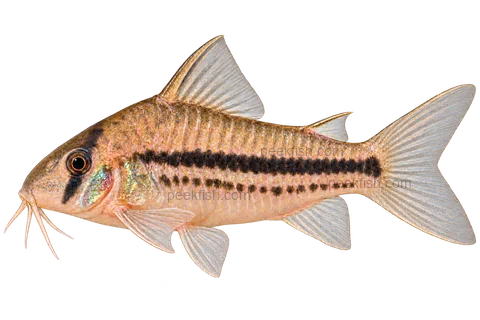 AI illustration of Hoplisoma axelrodi, complete left-facing side view