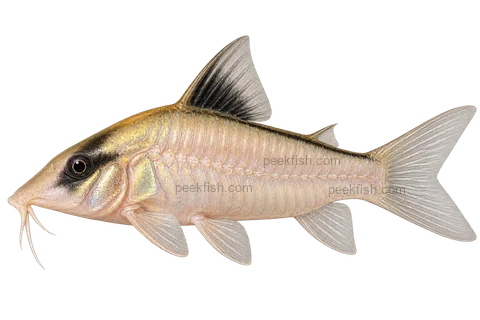 AI illustration of Brochis imitator, complete left-facing side view