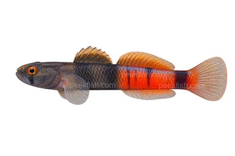 Belted rockclimbing goby adult male in left-facing side view; AI-generated illustration