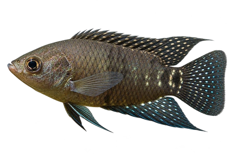 Microctenopoma congicum 朝左透明侧面AI示意图