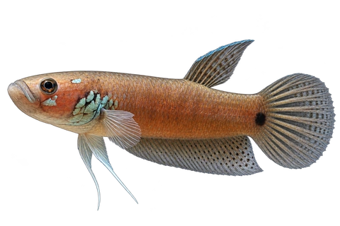 Betta ocellata完整左向侧面AI示意图