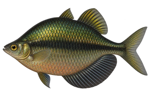 Glossolepis wanamensis 成体雄鱼完整左向侧面AI示意图(adult male representative)