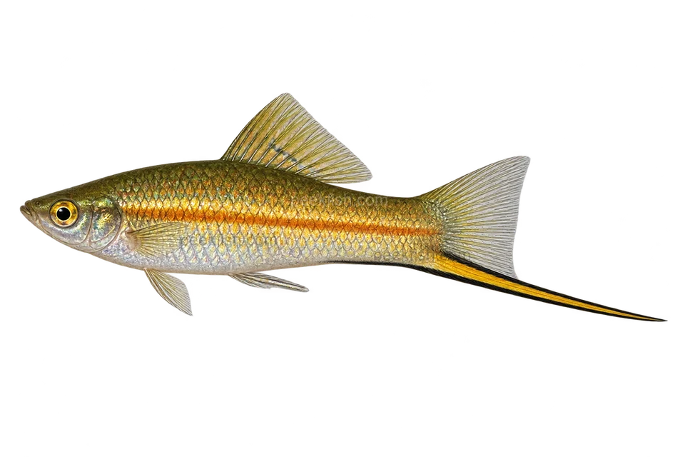 Left-facing adult male Xiphophorus kallmani AI illustration, brassy flanks, fine orange line and black-edged sword.