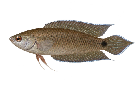 Pseudosphromenus cupanus,自然色成熟雄鱼,AI 生成左向侧面示意图