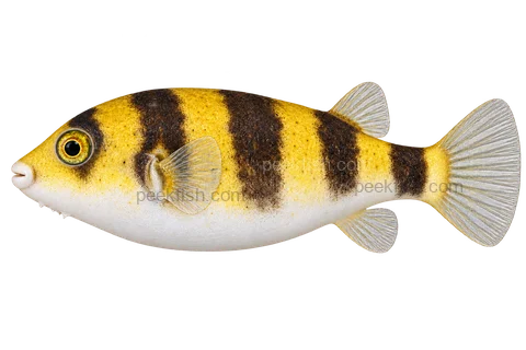 Amazon puffer (Sphoeroides asellus), left-facing natural adult AI illustration