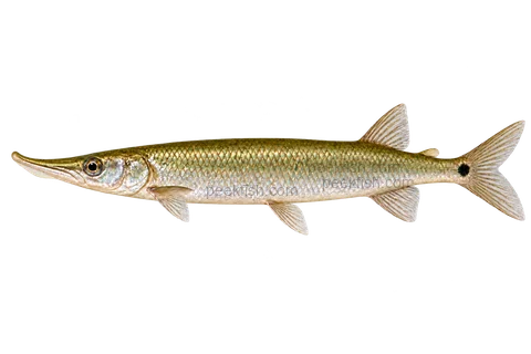 Gar characin — left-facing adult, AI-generated illustration