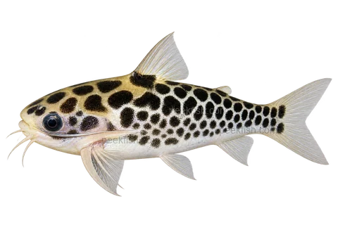 秘鲁油鲶(Duringlanis perugiae)自然型成体左向侧面AI示意图