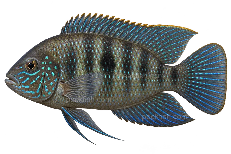 AI illustration of Andinoacara pulcher, complete left-facing side view