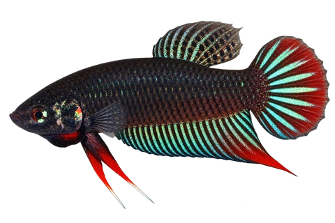 Betta siamorientalis完整左向侧面AI示意图