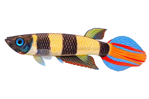 Epiplatys annulatus, adult male AI side-view illustration facing left