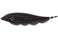 Black ghost knifefish, left-facing adult natural-colour AI side-view illustration