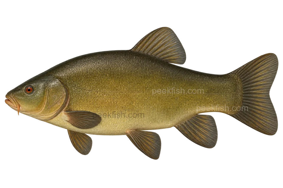 Tench — Adult female, natural olive-green form; AI-generated side-view illustration
