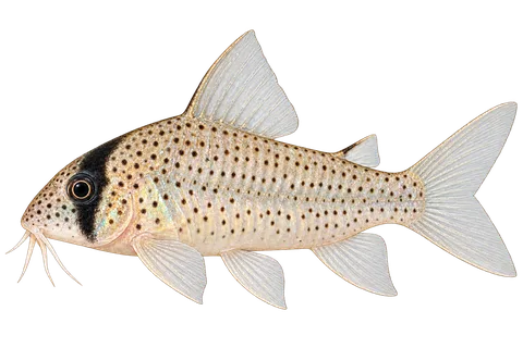 Hoplisoma atropersonatum完整左向侧面AI示意图