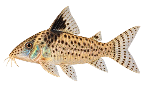 AI illustration of Brochis ambiacus, complete left-facing side view