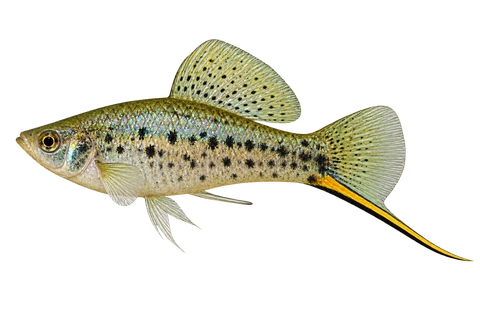 Xiphophorus nezahualcoyotl 有斑成年雄鱼左向AI示意图,深体、显著背鳍和黄黑剑尾。