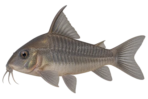 AI illustration of Hoplisoma concolor, complete left-facing side view