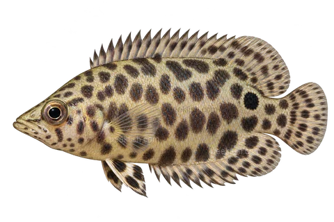 AI illustration of Ctenopoma acutirostre, complete left-facing side view